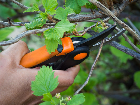 Pruning currant branches in the garden in the spring
