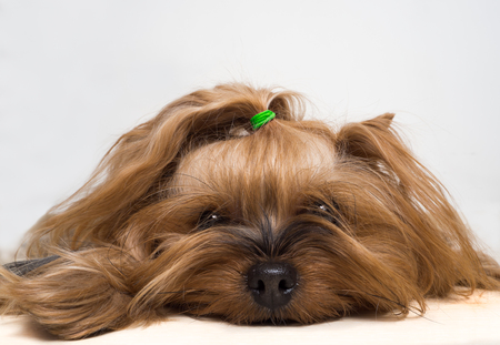 Portrait of the beautiful Yorkshire Terrierの写真素材