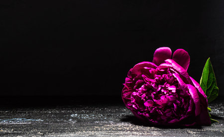 Burgundy peony on black background