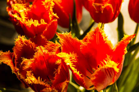 Bouquet of terry tulipsの写真素材