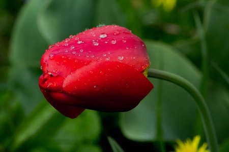 Red tulip.の写真素材