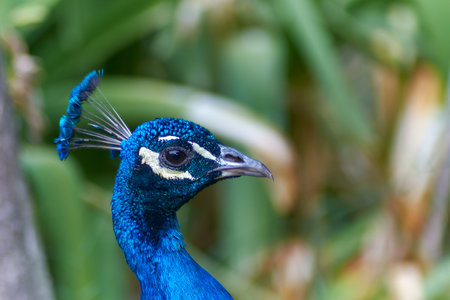 Bird in the wild, this is a peacock in a natural environment. The background is out of focus and is green.の写真素材