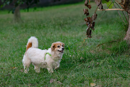 Small White and Tan Dog Enjoying Outdoor Play in a Green Park at Duskの写真素材