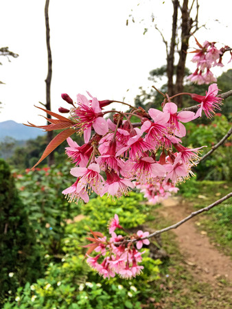 The pink flower of Prunus cerasoides.の写真素材