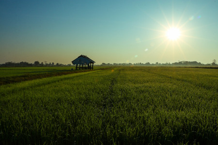 Water on rice leaves in the morning.の写真素材