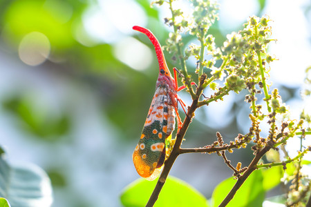 Pheasant insects on the tree.Pyrops candelariaの写真素材