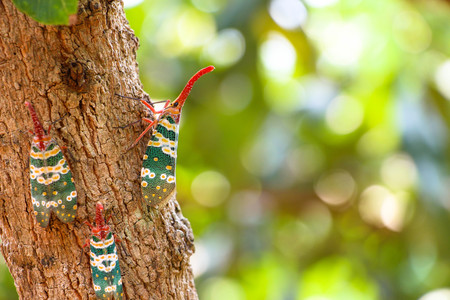Pheasant insects on the tree.Pyrops candelariaの写真素材