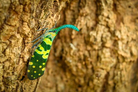 Pheasant insects on the tree.Pyrops candelariaの写真素材