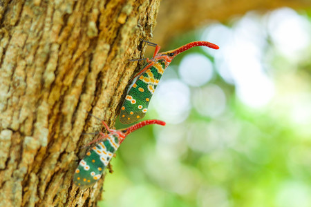 colorful  of two Pyrops candelaria Insect,Asian ThailandCouple Lanternfly colorful insectの写真素材