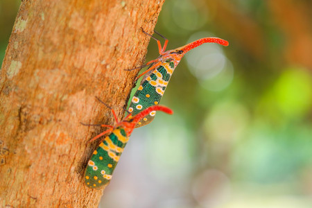 colorful  of two Pyrops candelaria Insect,Asian ThailandCouple Lanternfly colorful insectの写真素材