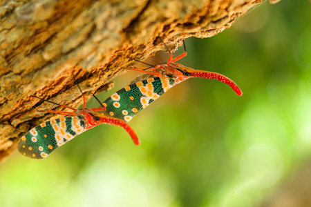 colorful  of two Pyrops candelaria Insect,Asian ThailandCouple Lanternfly colorful insectの写真素材
