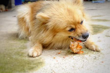 The brown dog is eating delicious chicken on the concrete floor.の写真素材