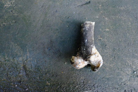 Close-up of Dark pork bone on black concrete floor.の写真素材