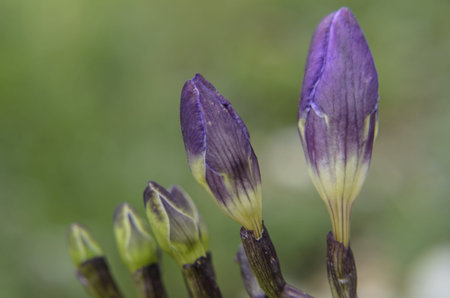the  flower of pride