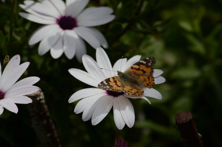 Monarch Butterfly on the Margarita Flower
