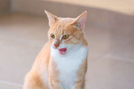 The Hungry Cat 2の写真素材