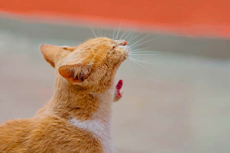 The Hungry Catの写真素材