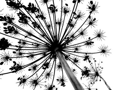 Fennel plant silhouette