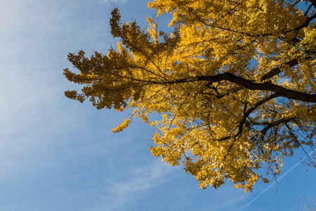 Yellow tree - Lisbonの写真素材