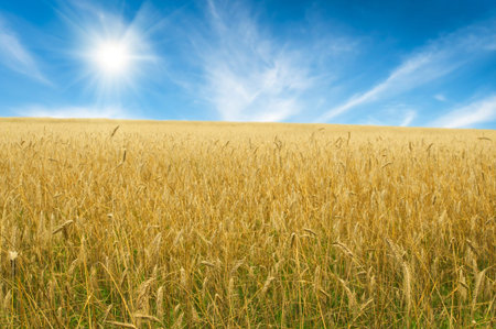 wheat field on the sunny sky background