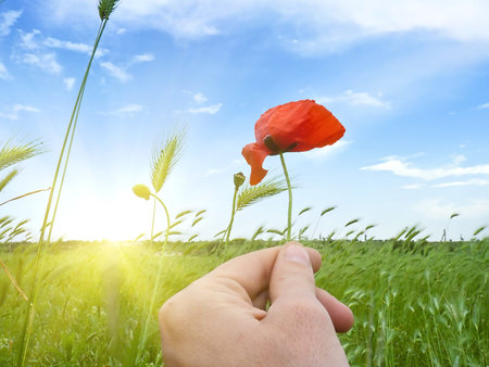 poppy flower in the hand of man against the natural landscapeの写真素材