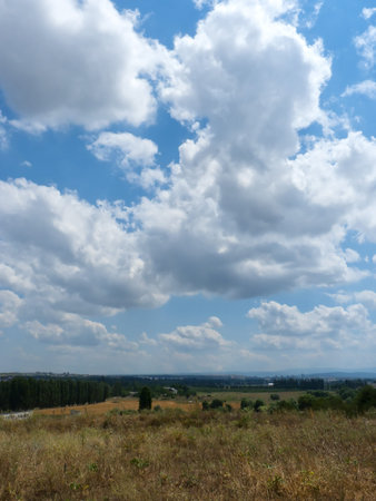 summer green meadow. Nature composition.