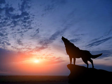 wolve on a mountain topの写真素材