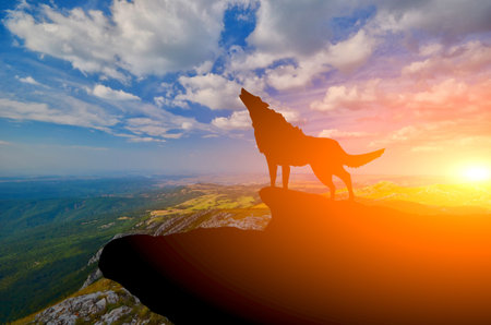 wolve on a mountain top