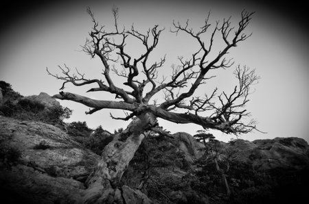 old tree on a mountain top