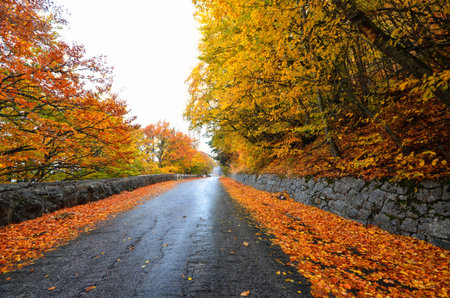 Autumn forest road in the woods