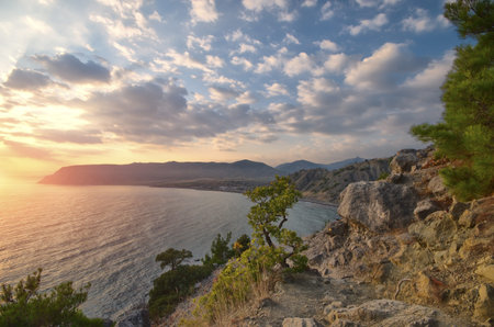 conifer tree growing on a rock against the sea view. evening landscape