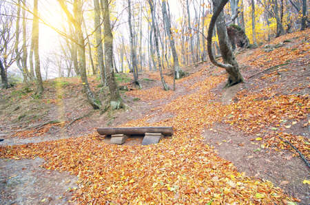 Handmade bench in the bright autumn foliage of the forestの写真素材