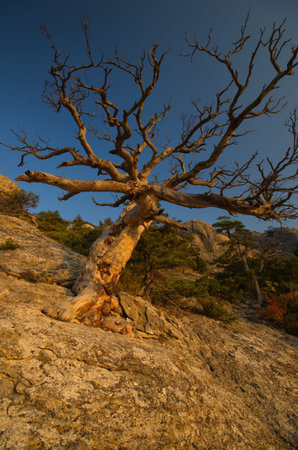 perennial tree with spreading branches against the skyの写真素材