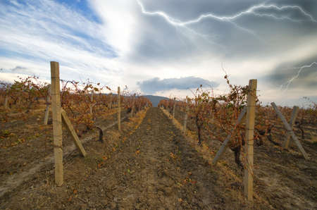 dried grape plantation growing on concrete posts. dramatic compositionの写真素材