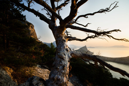 branches of a tree on a cliff against the sea