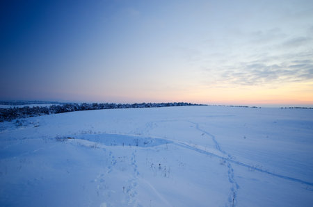 winter landscape against which the growing forest. natural composition