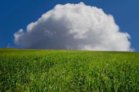 lush green grass on the field. natural compositionの写真素材