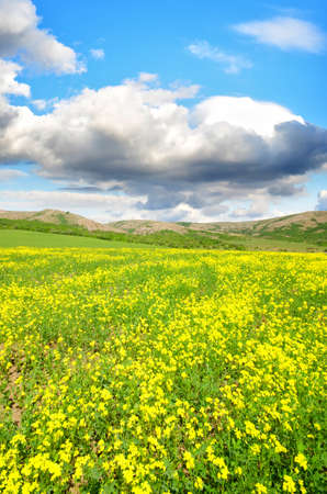 lawn with green grass, lush mountains in the backgroundの写真素材