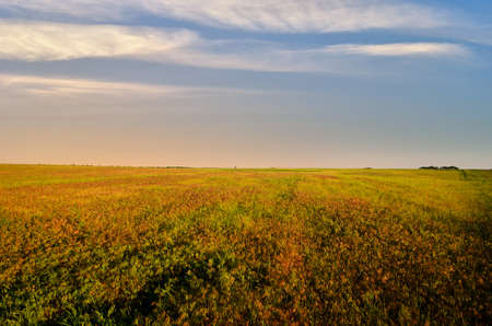field of yellow grass against cloudy skyの写真素材