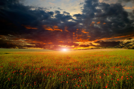 field with green grass and red poppies against the sunset skyの写真素材