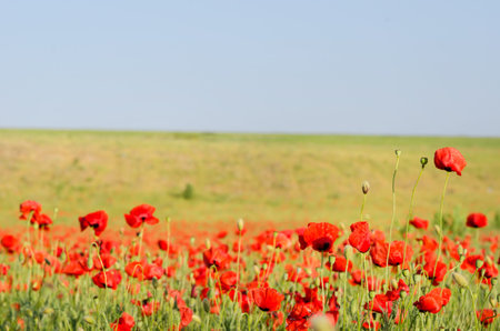 field with green grass and red poppies against the sunset sky