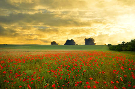 field with green grass and red poppies against the sunset skyの写真素材