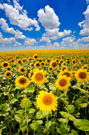 a field of blooming sunflowers against a colorful skyの写真素材