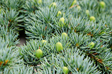 spruce twig with young cones