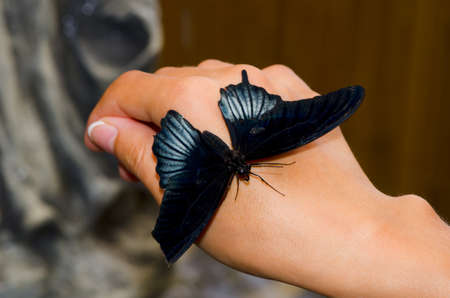 Butterfly sitting on a female handの写真素材