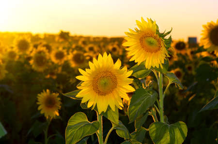 a field of blooming sunflowers against a colorful skyの写真素材