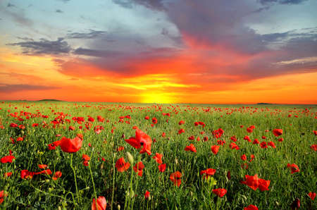 field with green grass and red poppies against the sunset skyの写真素材