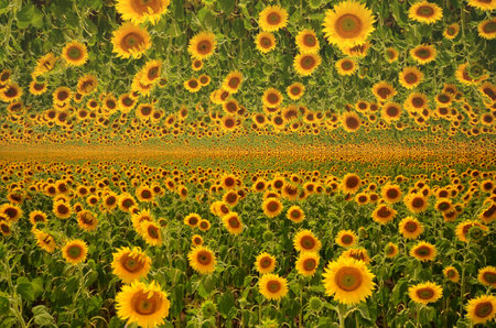 field of blooming sunflowers on a background sunset