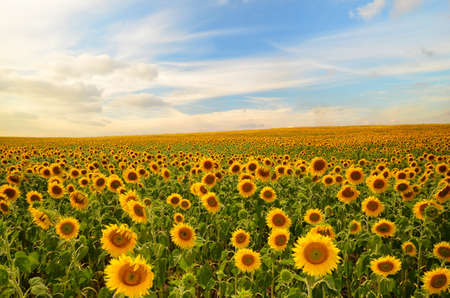field of blooming sunflowers on a background sunsetの写真素材