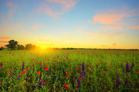 field with green grass and red poppies against the sunset skyの写真素材